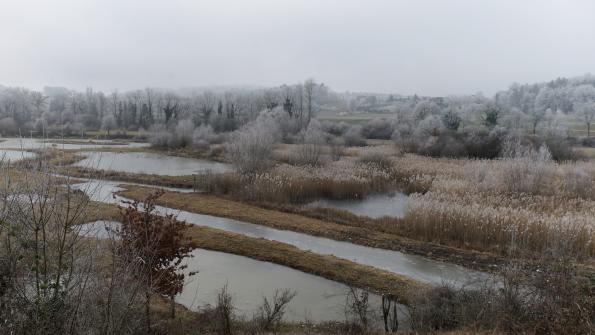 Naturschutzgebiet  Auried Kleinbösingen im Winter 