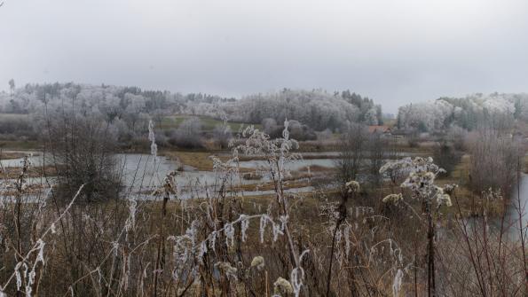 Naturschutzgebiet  Auried Kleinbösingen im Winter 27.1.2022