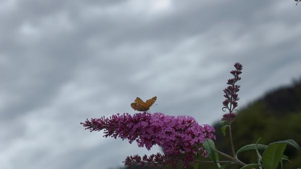 Schmetterling auf dem Schmetterlingsflieder