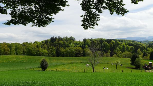 Buchholz Wünnewil