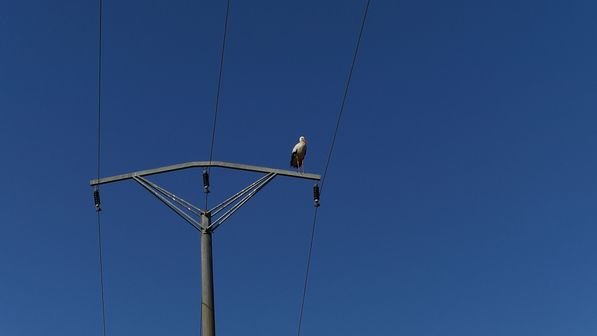 Storch
