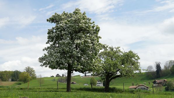 Umbertsried Ueberstorf