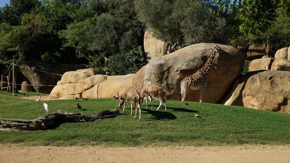Bioparc Valencia