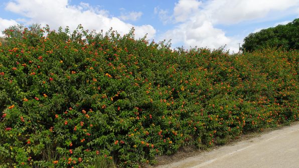Parque de Campismo Fuzeta Radfahren