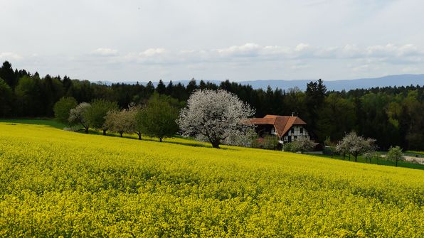 Wittenmattstr. Neuenegg