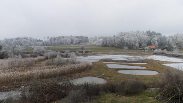 Naturschutzgebiet  Auried Kleinbösingen im Winter 