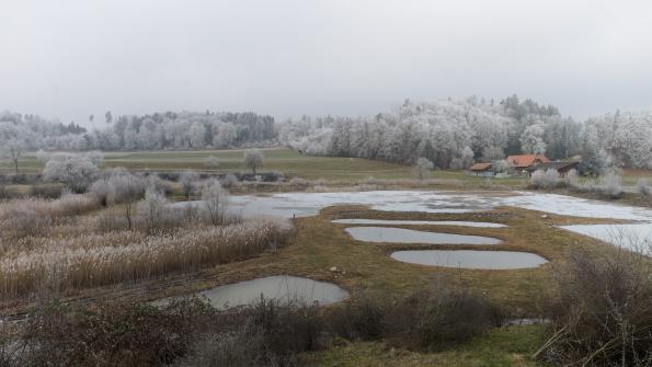 Naturschutzgebiet  Auried Kleinbösingen im Winter 