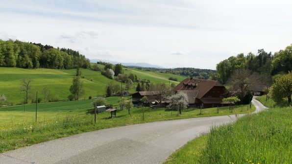 Sürigrabe 