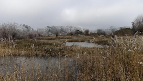 Naturschutzgebiet  Auried Kleinbösingen im Winter 