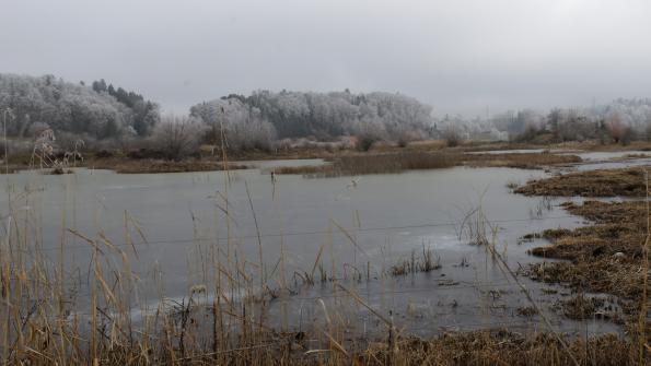 Naturschutzgebiet  Auried Kleinbösingen im Winter 