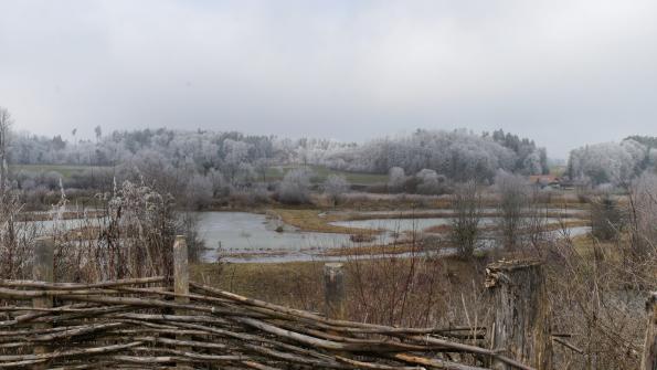 Naturschutzgebiet  Auried Kleinbösingen im Winter 