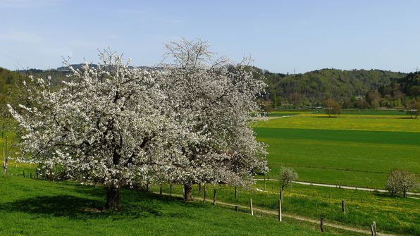 Bäume in voller Blüte 