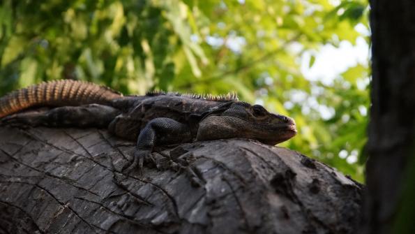 Gemeiner Schwarzleguan