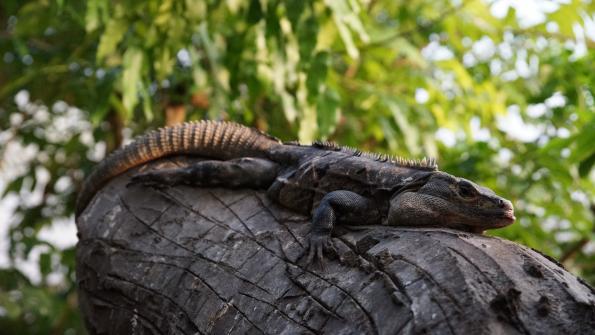 Gemeiner Schwarzleguan