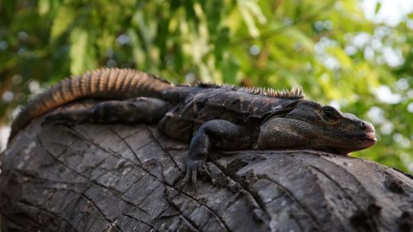 Gemeiner Schwarzleguan