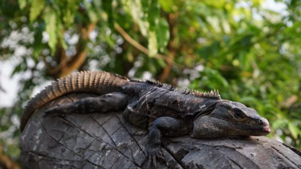 Gemeiner Schwarzleguan