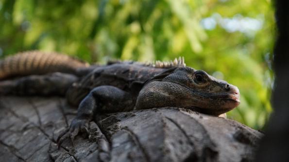 Gemeiner Schwarzleguan