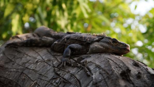 Gemeiner Schwarzleguan