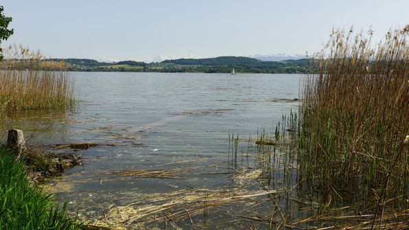 Murtensee Umrundung mit dem Kayak
