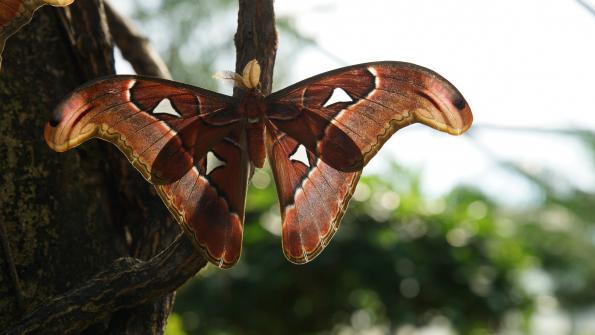 Papiliorama Kerzers