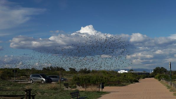  Zugvögel 