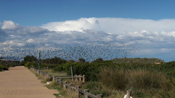 Zugvögel