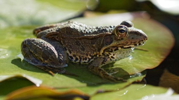 Seefrosch