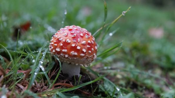 Pilze auf dem Camping "Quinta Chave Grande"