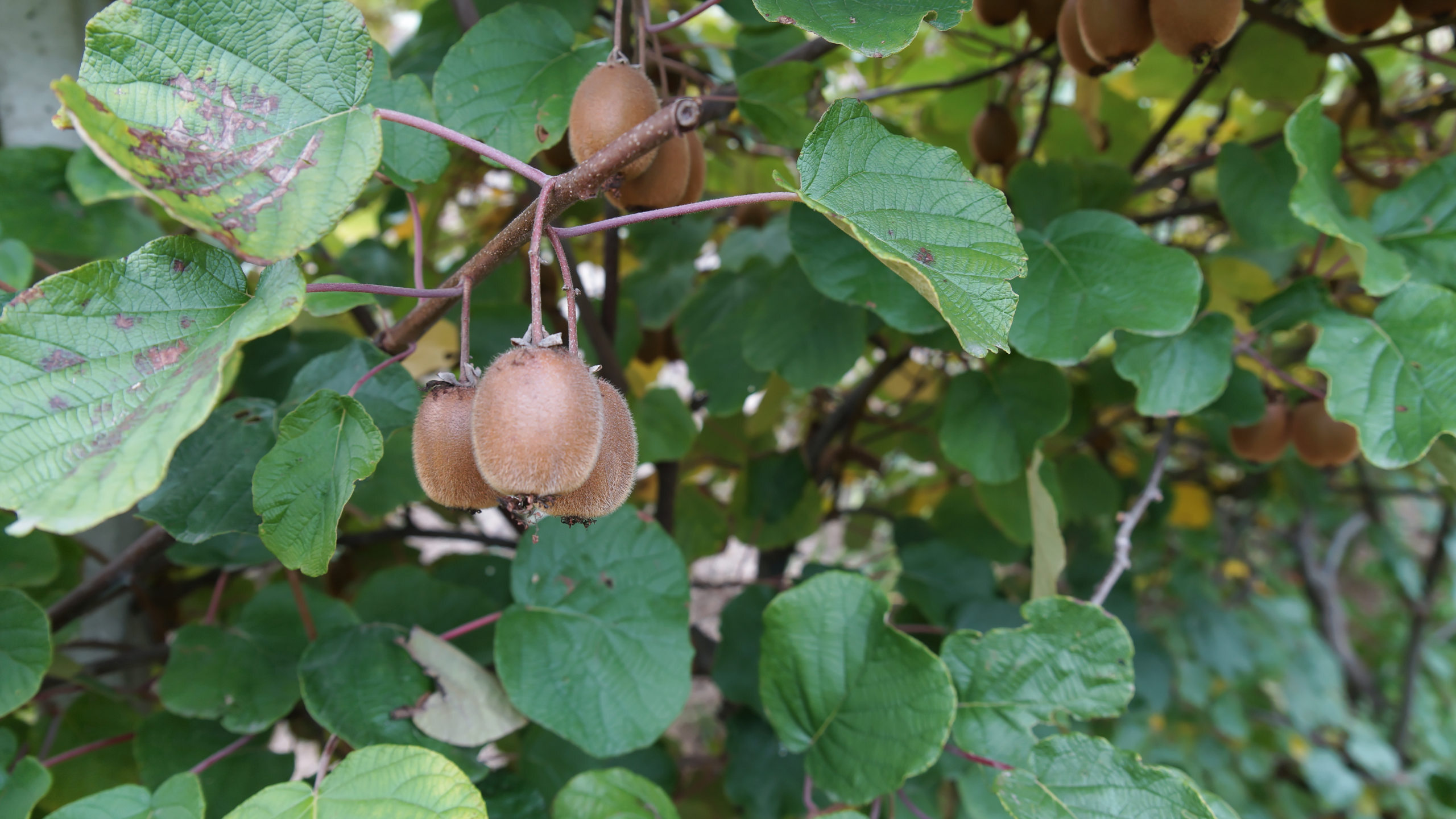 Kiwi 