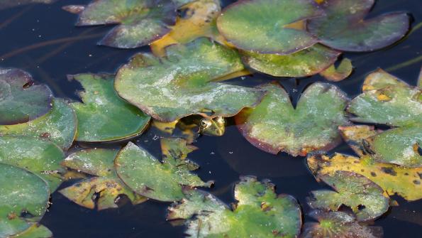 Teichfrosch