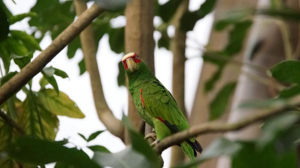 Amazonen Papageien