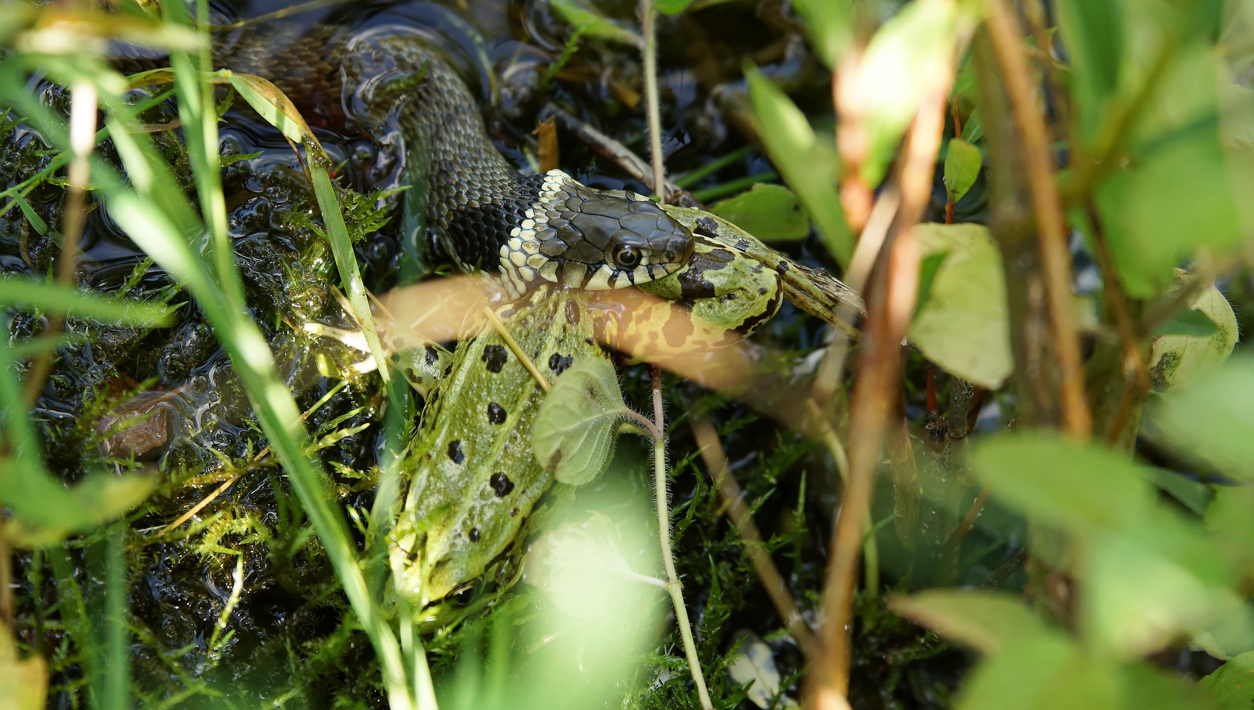 Ringelnatter frisst Frosch 