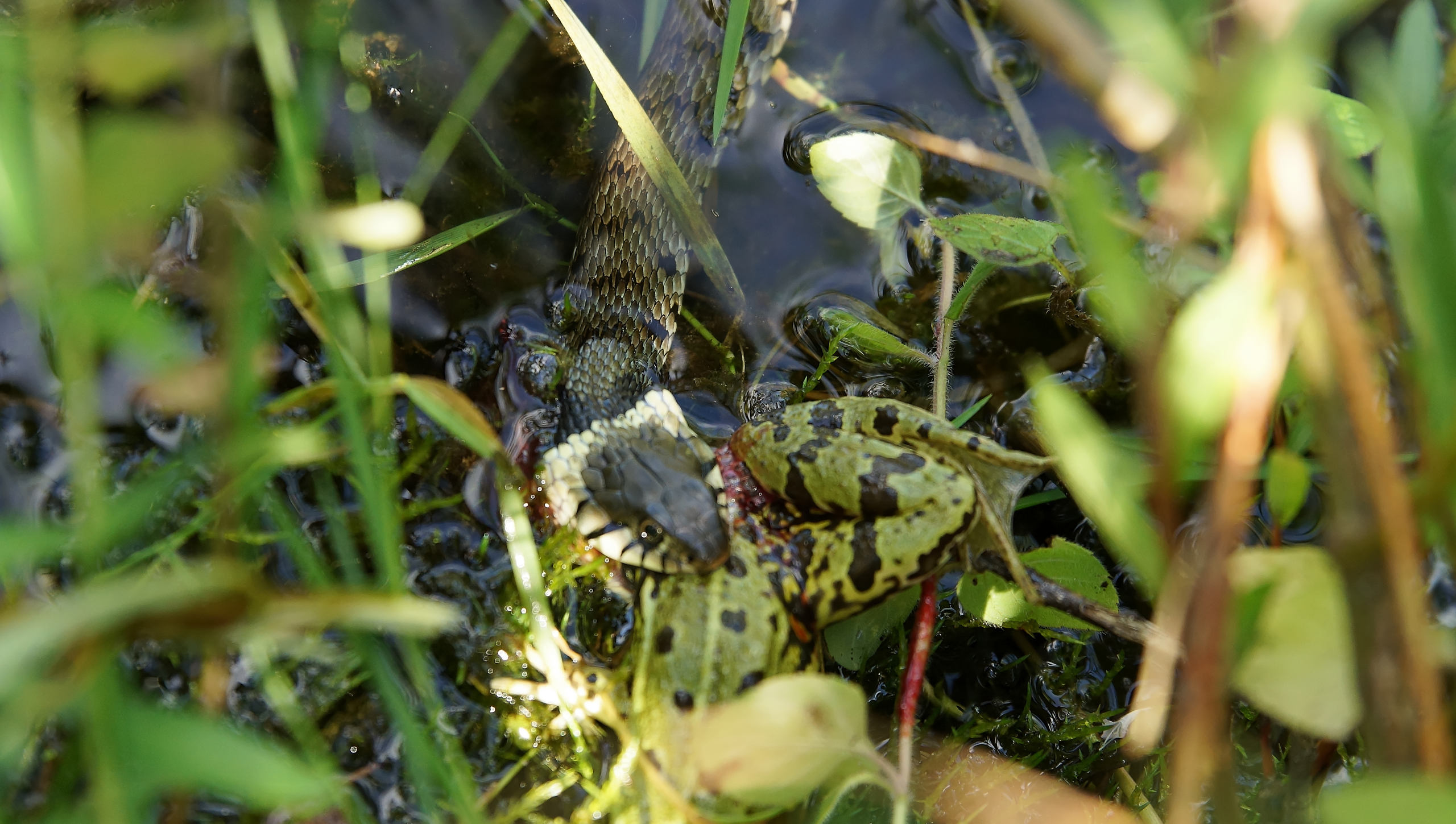 Ringelnatter frisst Frosch 