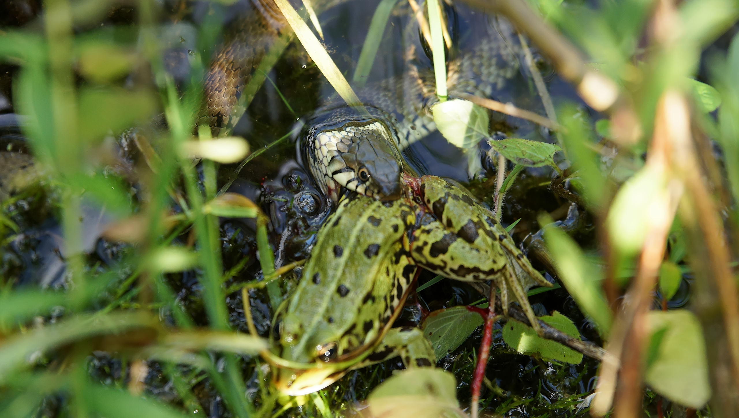 Ringelnatter frisst Frosch 