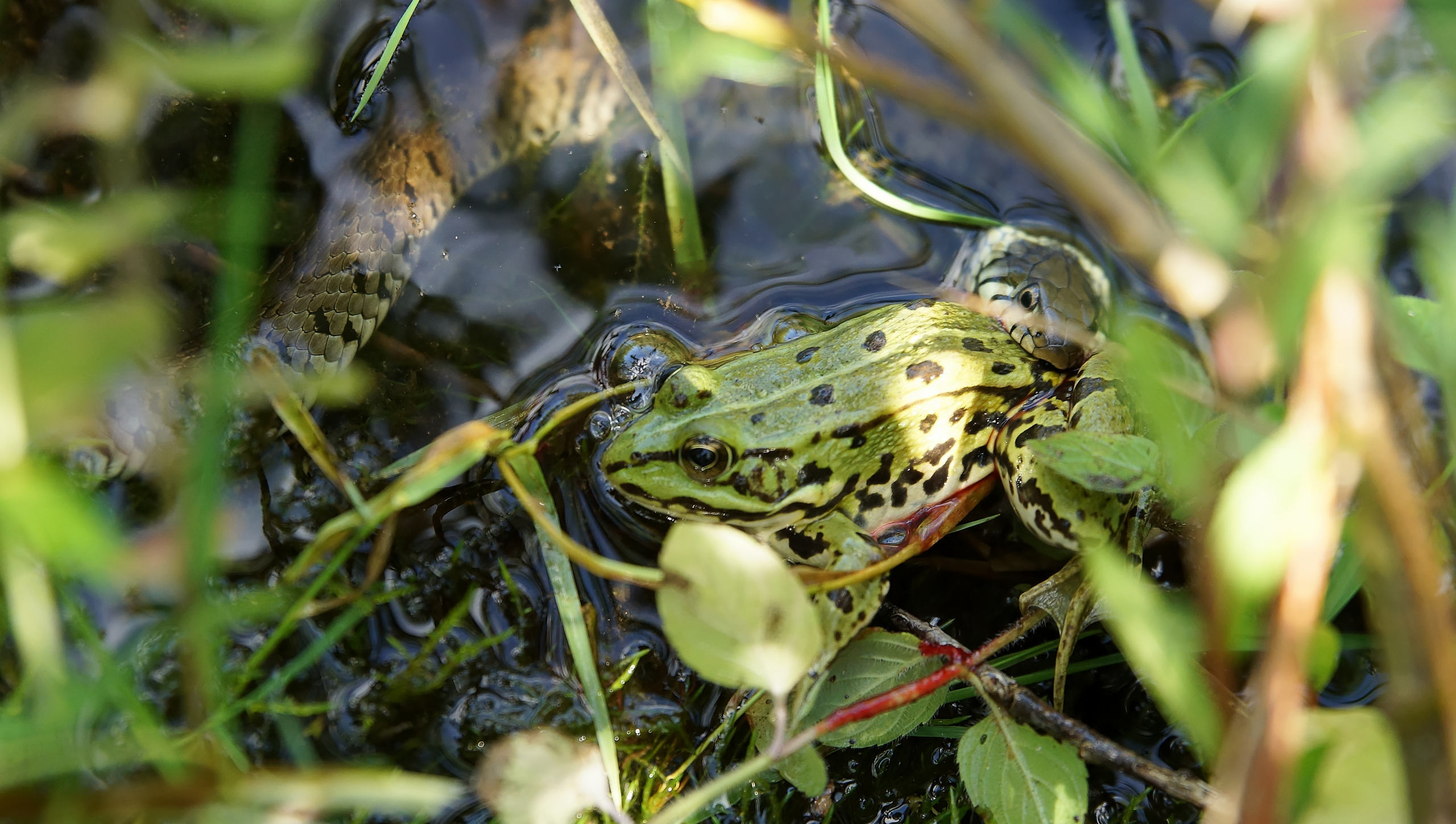 Ringelnatter frisst Frosch 