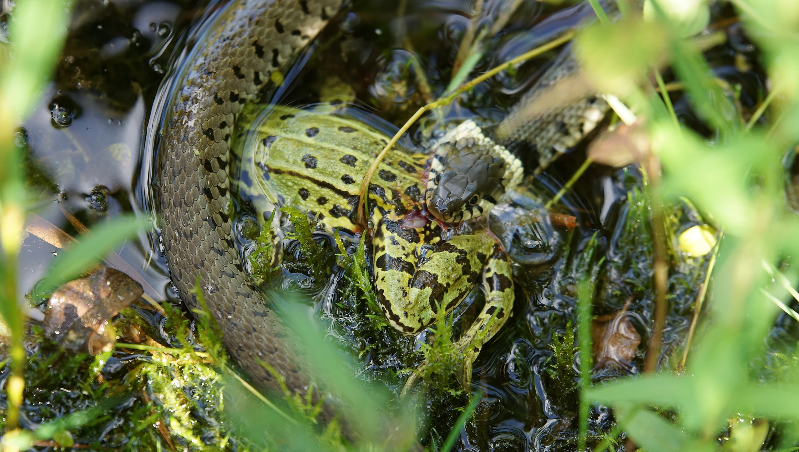 Ringelnatter frisst Frosch 