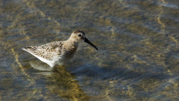 Vögel bei den Salinen 