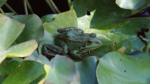 Teichfrosch