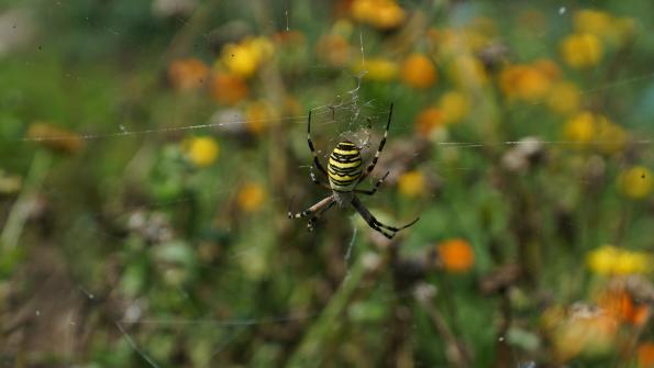 Wespenspinne im Garten