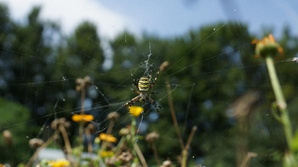 Wespenspinne im Garten