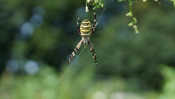 Wespenspinne im Garten