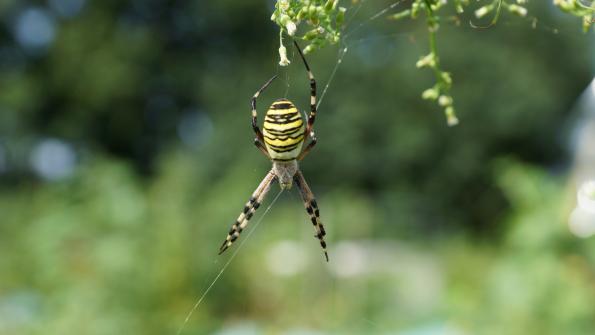 Wespenspinne im Garten