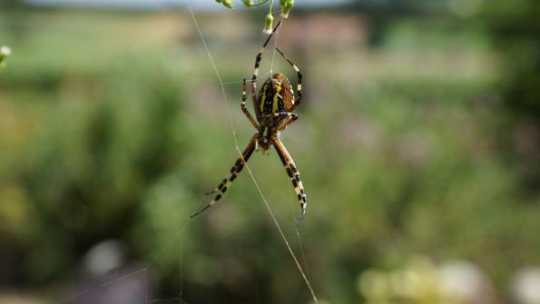 Wespenspinne im Garten