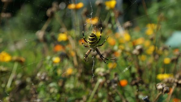 Wespenspinne im Garten