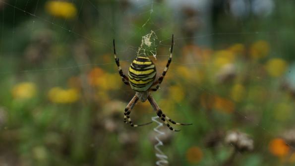 Wespenspinne im Garten