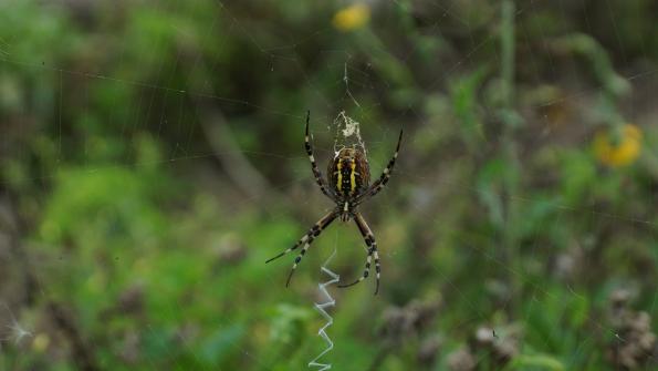 Wespenspinne im Garten