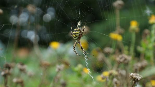 Wespenspinne im Garten