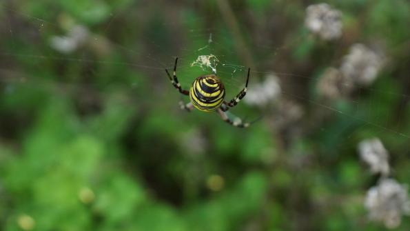 Wespenspinne im Garten