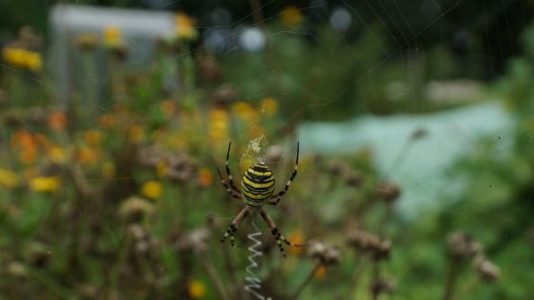 Wespenspinne im Garten