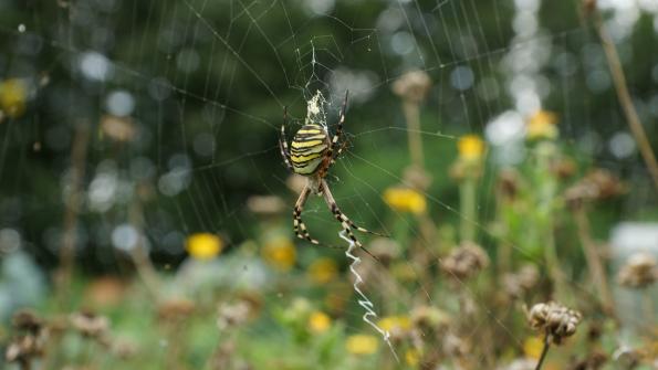 Wespenspinne im Garten